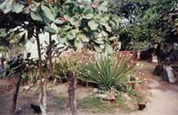 Las Palmas