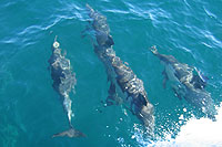 Dolphins at the Bow