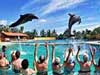 Dolphin Encounter